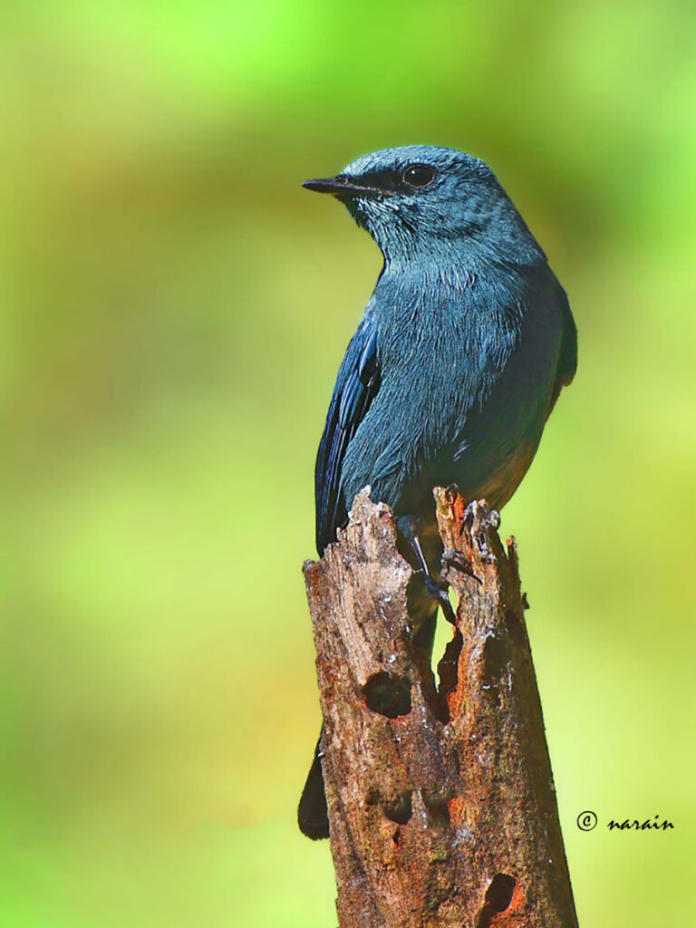 Verditer flycatcher is the major attraction  during our trip to  Ganeshgudi.