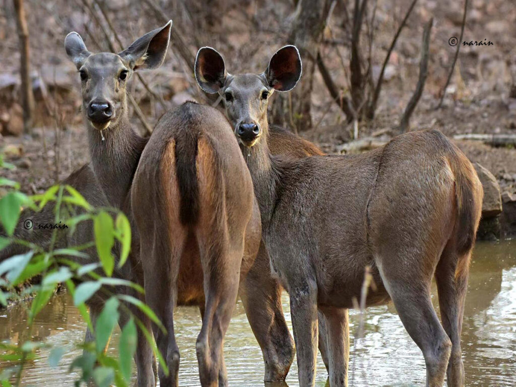 Sambar Deers, while drinking water, getting alerted an usual scene during  the Safari in the Tiger Reserve, 