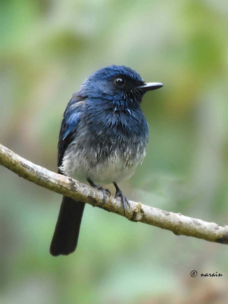 White bellied blue  flycatcher is another attraction  in our trip to Ganeshgudi.