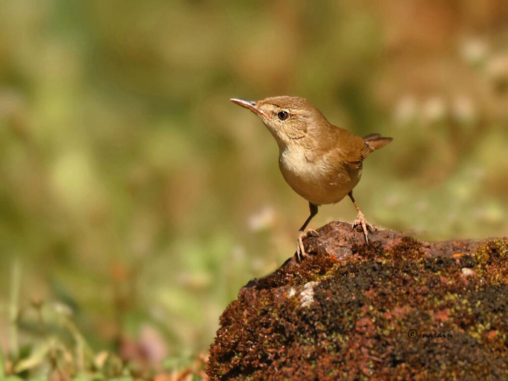 Blyth's reed warbler, a small bird is the one of the species that give multiple visits to the hide at Ganeshgudi Bird Bath.