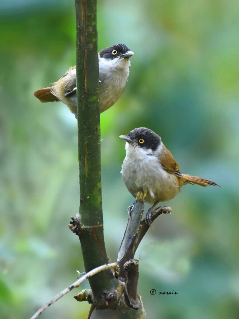 A pair of Dark fronted babbler, with its  rounded yellow eyes,  giving a show at Ganeshgudi, bird bath.