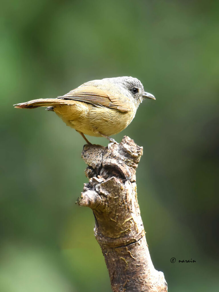 Brown Cheeked Fulvetta , a small bird is another one which we will  not miss at Ganeshgudi Birding.