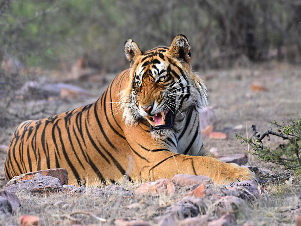 The Tiger showing its Anger and defense  with a Typical  roar and furious on its face, deep inside the Ranthambore Tiger Reserve.