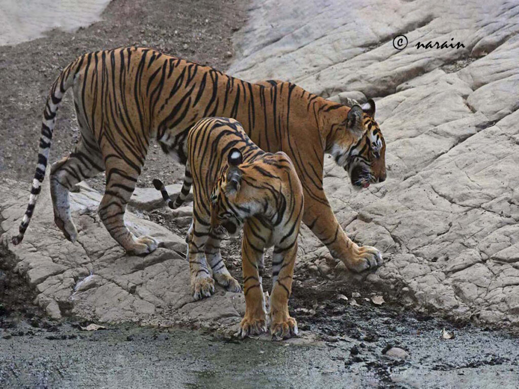 A mother Tiger and its cub, trying to quench thirst, near a water hole, inside the Ranthambore  Tiger  Reserve.