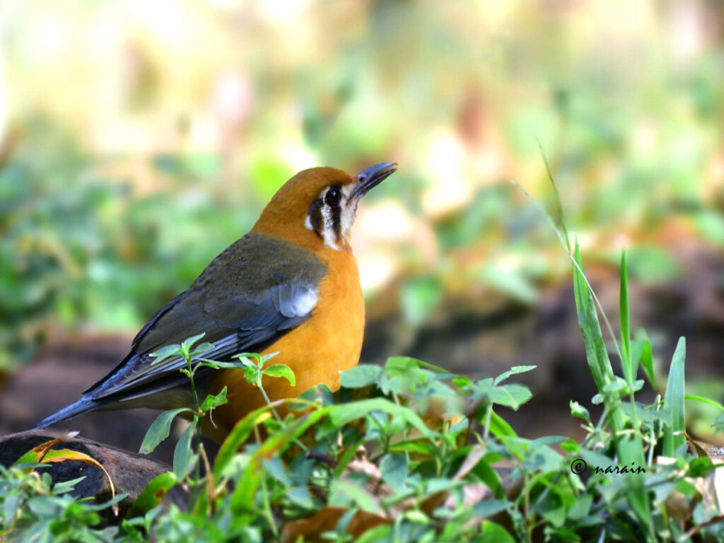 Orange Headed Thrush is one of the most beautiful resident bird, we spot at Ganeshgudi.