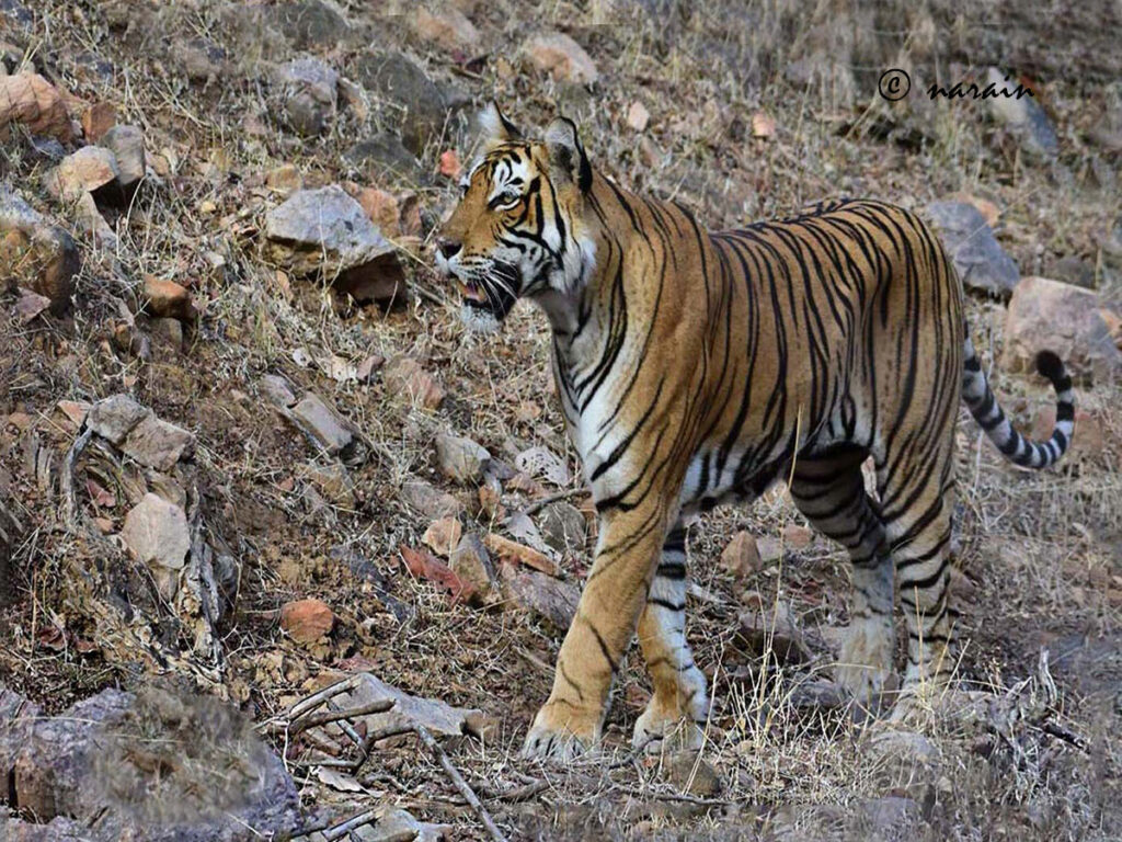 A male Tiger, suddenly emerged from the deep forest, getting attention and having a morning stroll in Ranthambore Tiger Reserve.