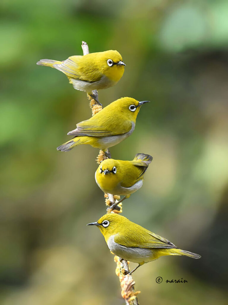 Oriental White Eye , the resident bird comes in group and give a wonderful show for the Bird photographers, at Ganeshgudi.