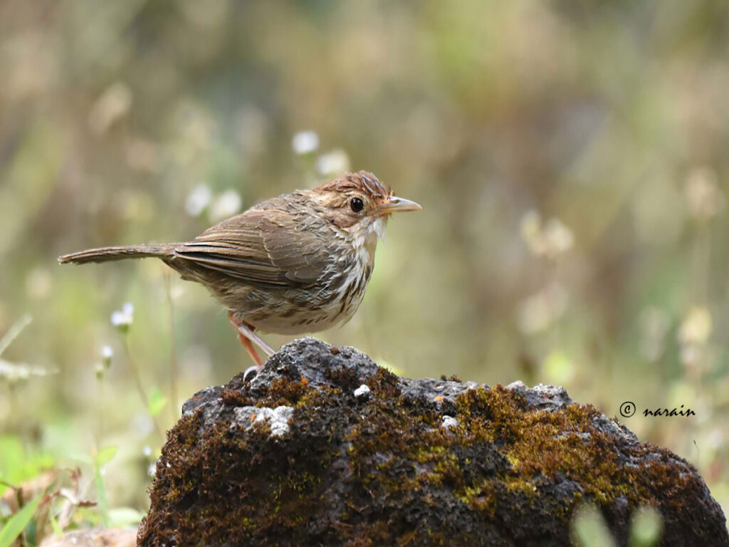 The Puff Throated Babbler, with its high pitched melodious call is another species, Bird photographers wait to snap, at Ganeshgudi.