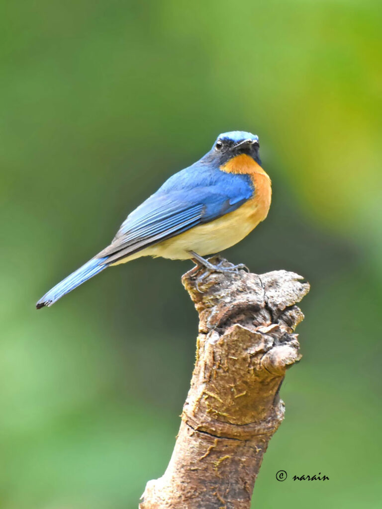 Tickell's blue flycatcher is one of the resident birds we see in our trip to Ganeshgudi.