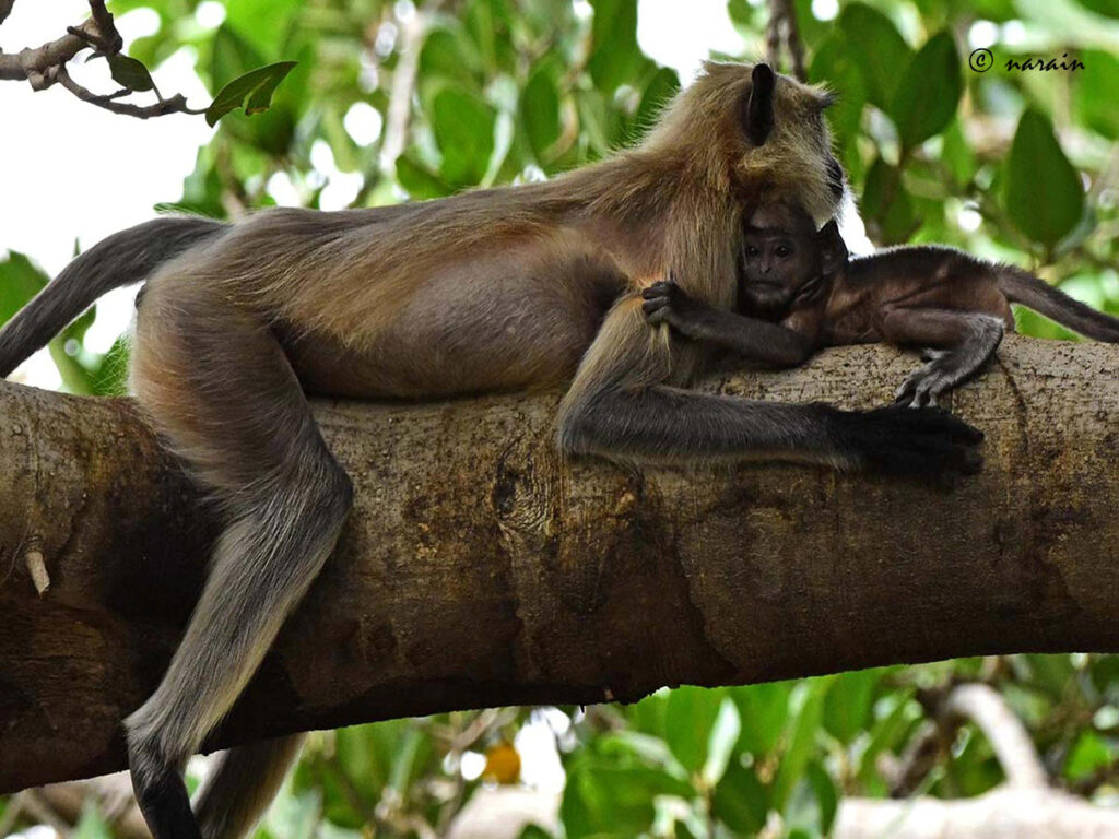 The baby Gray langur (monkey) feeling safe with the cuddle of mother, resting on the tree, seen during the Tiger Safari, in the popular National Park, Ranthambore.