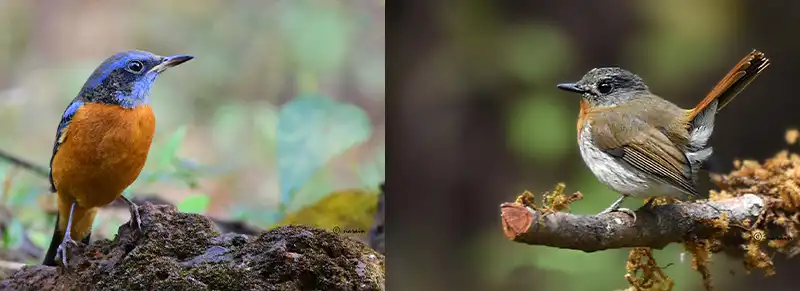The image placed here represents Blue-capped rock thrush and White -bellied blue flycatcher (female) photographed from the Old Magazine House, Ganeshgudi.