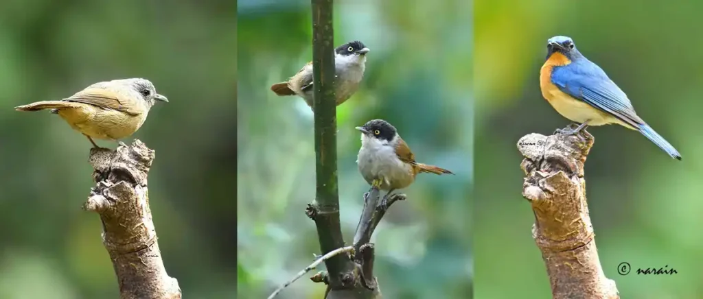 The image shown here contains, Brown-cheeked fulvetta, Dark-fronted babbler and Tickell's blue flycatcher, photographed in the Old Magazine House at Ganeshgudi, the birders' paradise.