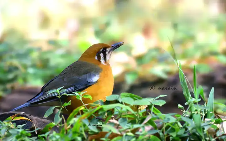 The picture posted represents, Orange Headed Thrush, one of the most sought after bird at Ganeshgudi.