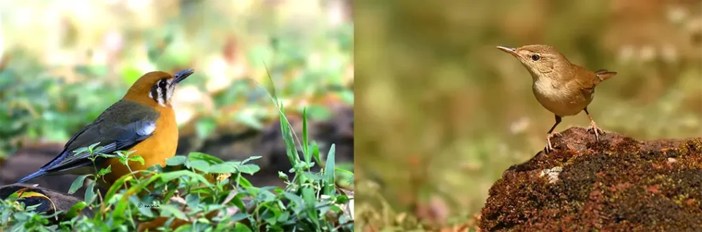 Beautiful images of Orange-headed thrush and Blyth's reed warbler as a collage. Pictures shot at Ganeshgudi.