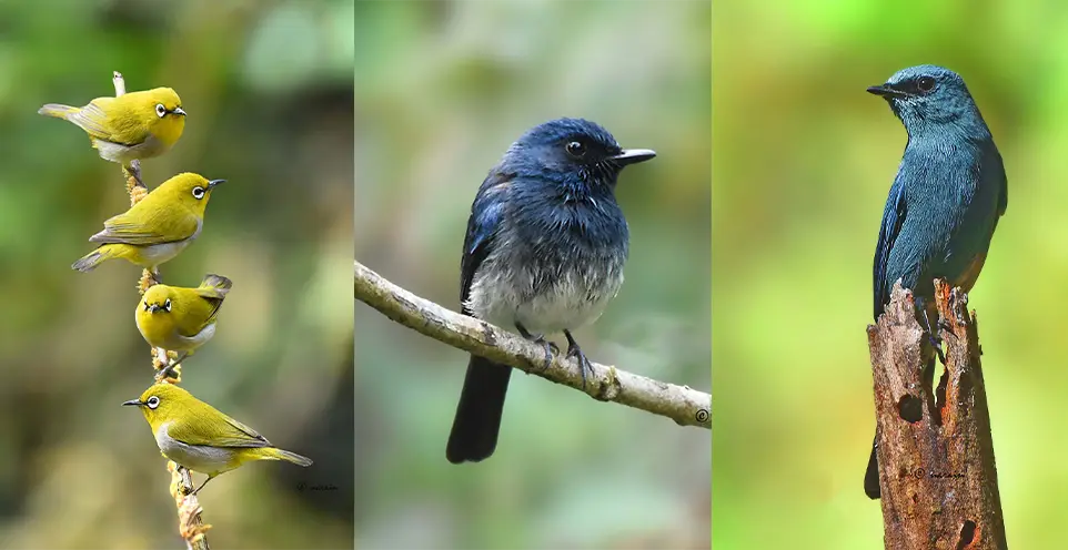 The represented image is a collage of Oriental white-eye, White-bellied blue flycatcher and Verdite flycatcher birds photographed at Ganeshgudi
