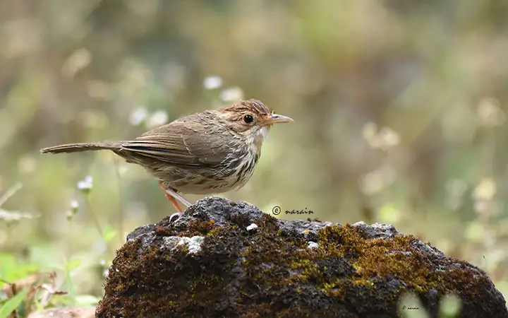 The awesome image of puff-throated babbler, shot from the hides of Ganeshgudi, one of the best locations in Karnataka for birding and birding photography.