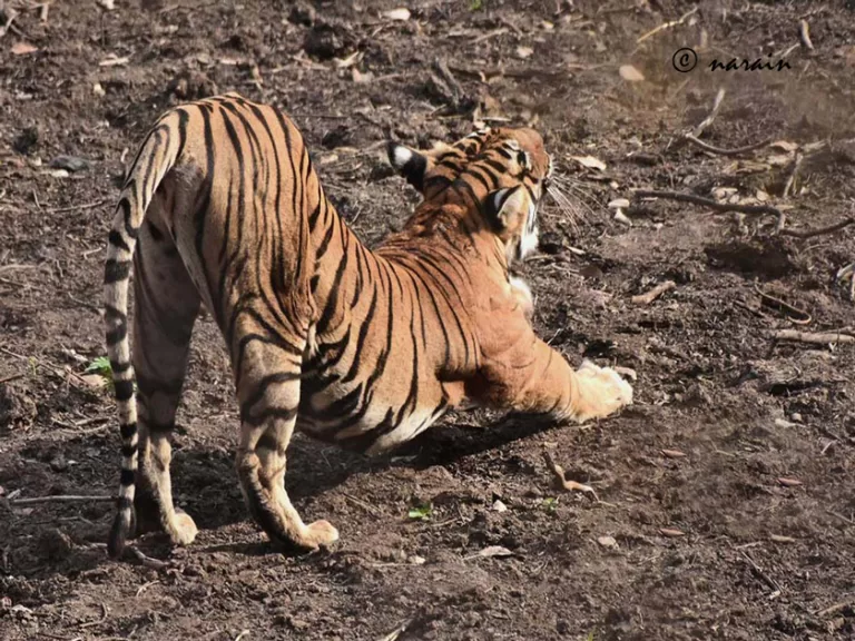 A stretching by the tigers. Its not unusual after a period of inactivity.