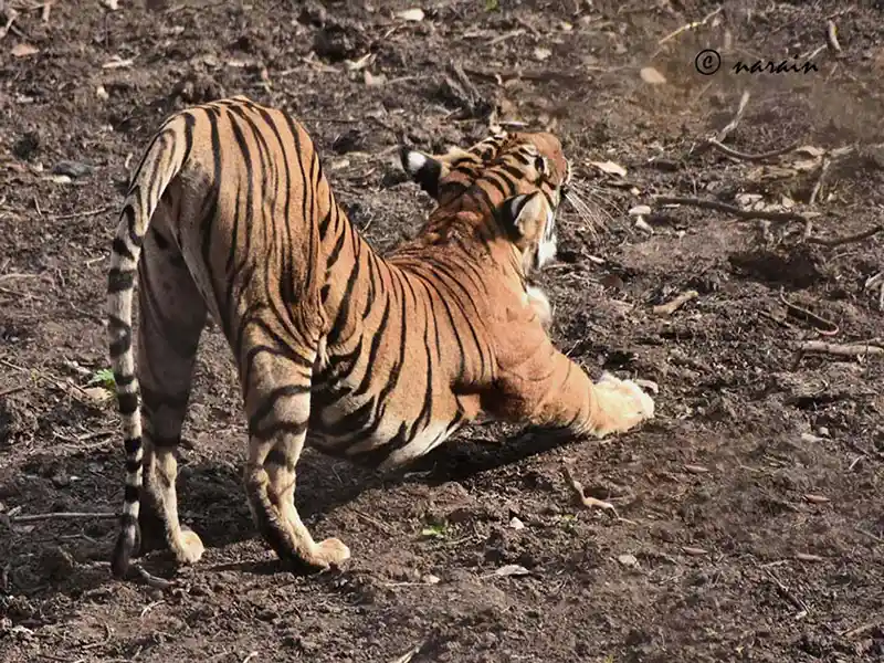 The image shows , a Tiger from Ranthambore, stretching its body .