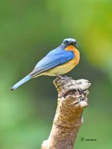 The image represents Tickell's blue flycatcher bird.