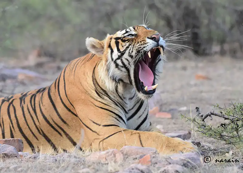 The picture shows one of the majestic tigers of Ranthambore, in a yawning mood