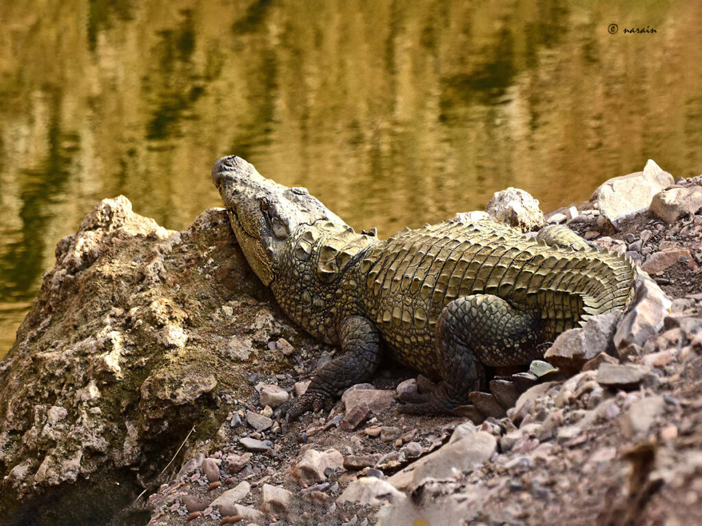 A Marsh Crocodile, near a pond,   inside the Ranthambore National Park, enjoying the Sun.
