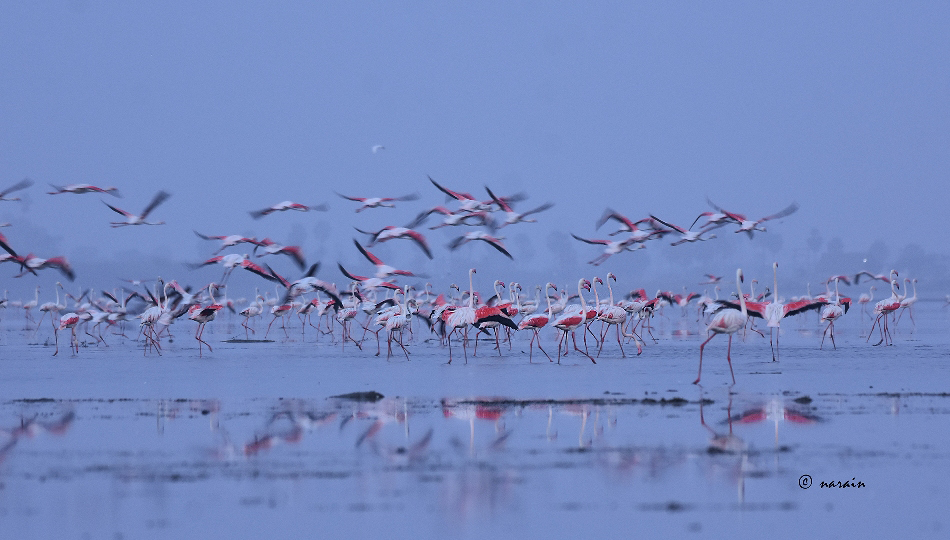 A flock of flamingos in search of food in Pulicat Lake, in the early hours.