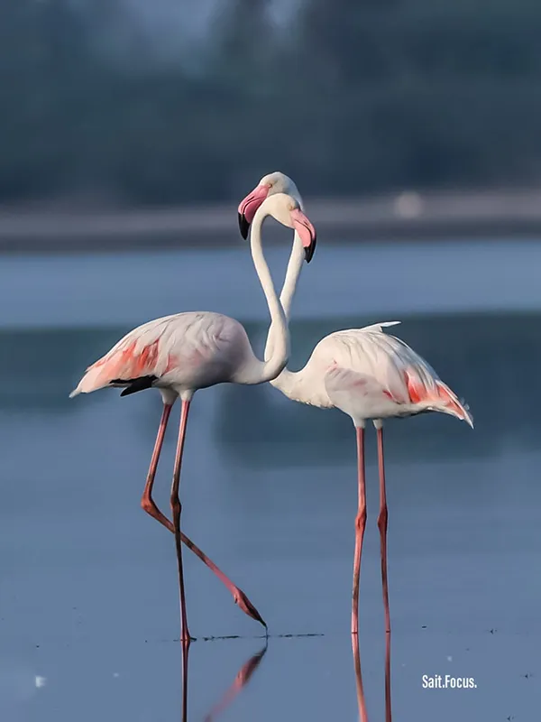 An awesome pair of lesser flamingos, sharing their fondness together