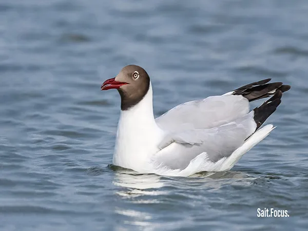 A brown head sea gull from Pulicat, 