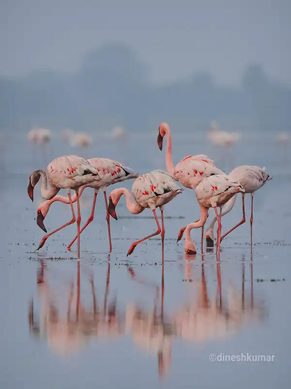 A group of lesser flamingos, at Pulicat lake, Chennai during the flamingo festival.,