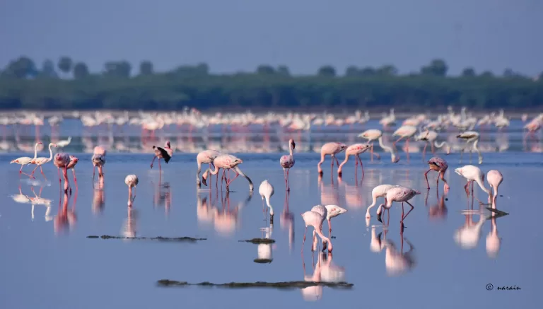 A flock of Flamingos glow the lake in the Golden Hours
