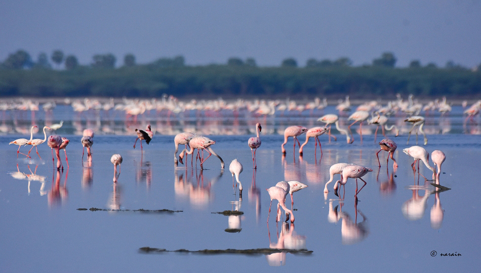 A flock of Flamingos glow the lake in the Golden Hours