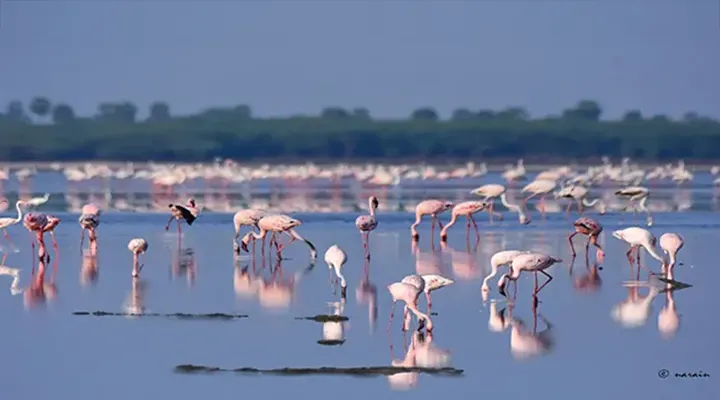 Flamingos, the pinky shiny birds,enjoying the golden hours, in Pulicat Lake.