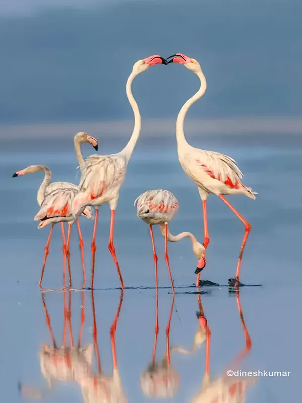 A pair of greater flamingos sharing the fondness. The image was shot at Pulicat Chennai.