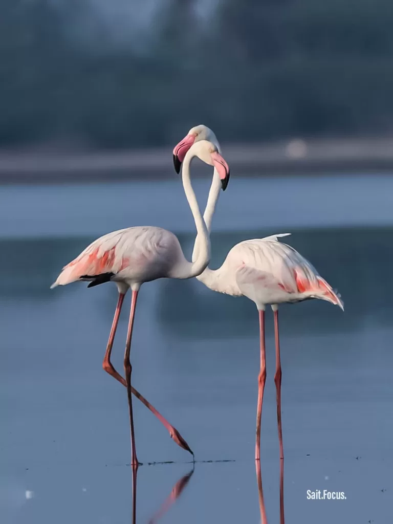 A pair of greater flamingos in Pulicat, posing the Photographers, during the session 