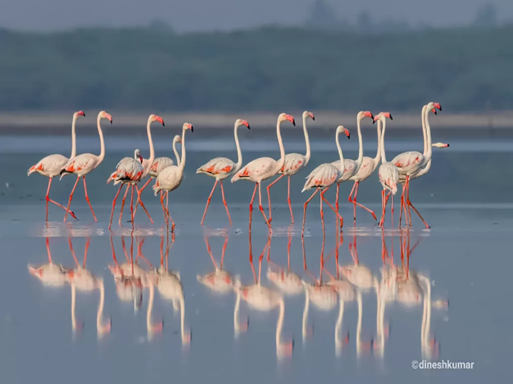A large group of Greater Flamingos, the pinky shiny birds, performing the regular marching activity, in Pulicat Lake, in the early hours. 
