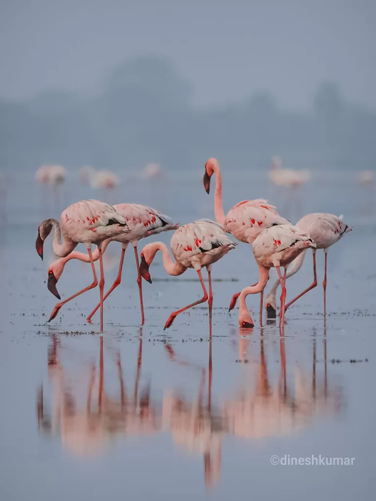 A group of Lesser Flamingos, busy searching food in the salt water, Pulicat lake, exhibiting their pinky color. 