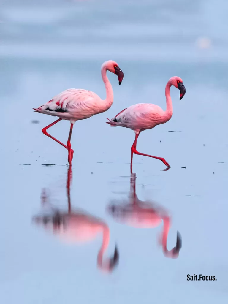 A marching activity of a pair of Lesser Flamingo, showing their pinky and shiny plumage, in the early morning sun , in Pulicat Lake 