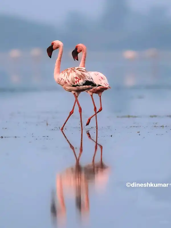 A Pair of lesser flamingos, having a march in the Pulicat Lake.