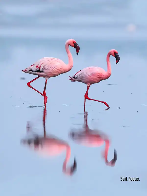 A pair of lesser flamingos at Pulicat, Chennai