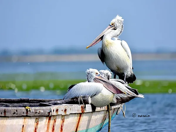 A family of pelicans enjoying the sun bath, at Pulicat Lake