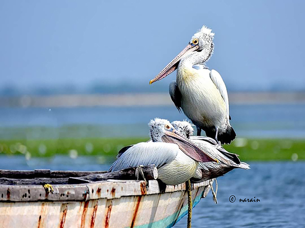 A Pelican Family enjoying the sun. From our Pulicat Flamingos photography album