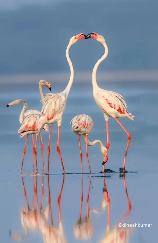 A pair of greater flamingos, trying to bond with each other, while a few others look on, in Pulicat Lake