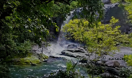 An image of the ' Dhoni Waterfall' along with the  lush green eco surroundings. The image is added for informational purposes. 