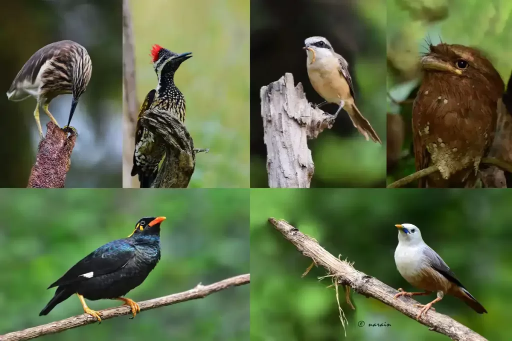 Sreelankan Frog-mouth, Isabella shrike, Flame backed woodpecker, Hill Myna are some of the wonderful birds, we may sight at Thattekad, one of the Birding Hot spots of Kerala.  