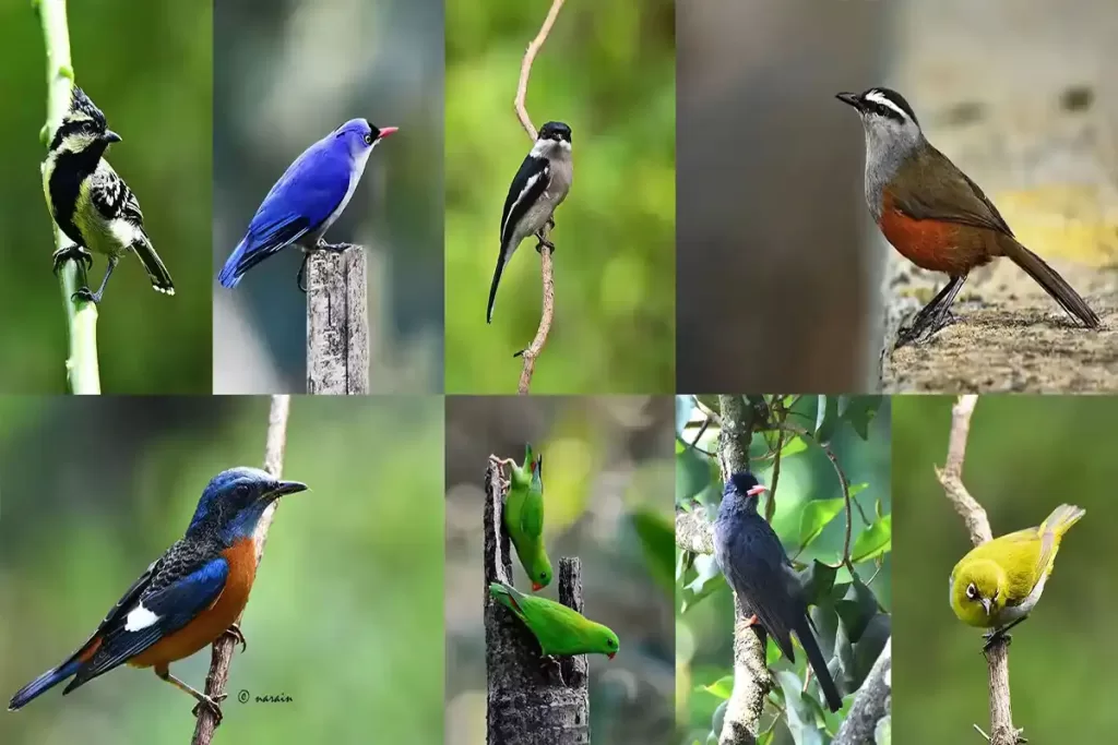 The image features,  birds' images eg.,Velvet fronted Nutach, Bar-winged fly catcher, Palani Laughing thrush, Vernal hanging parrots, Oriental white eye, sighted and photographed from Munnar , one of the top birding hot spots of Kerala