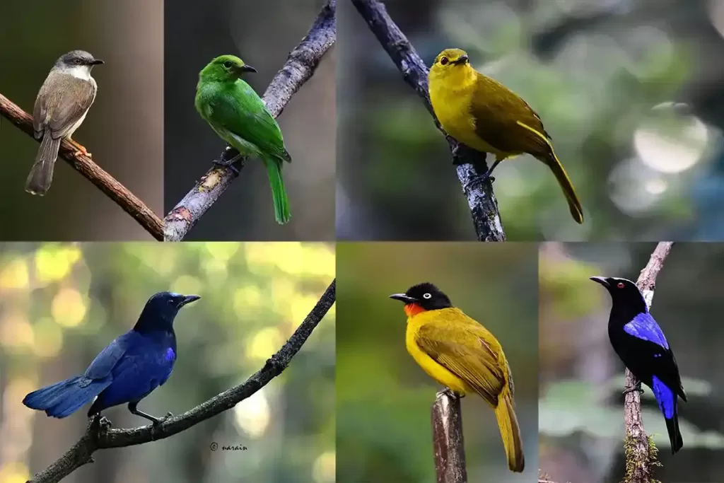 
The image was taken from Munnar one of the birding hot spots. The images features few birds pictures eg. Malabar whistling thrush, Asian fairly blue, Golden fronted leaf bird, yellow throated bulbul etc.
