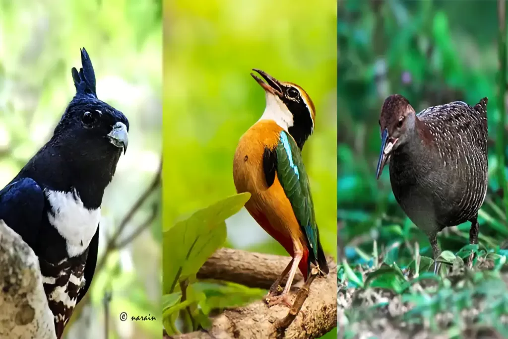 Wonderful images of Black Baza, Indian Pitta and Slaty Breasted Rail , photographed at Thattekad.

