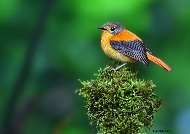 Black and Orange Fly Catcher's beautiful image, shot from Sims Park, Coonoor., Nilgiris.