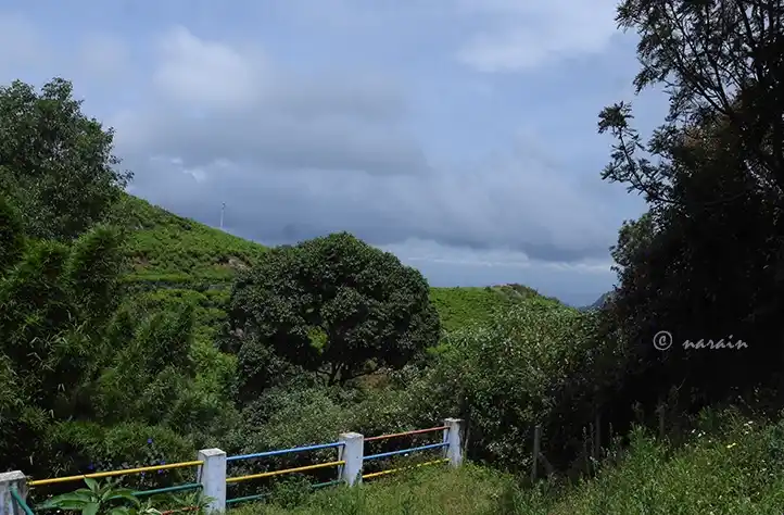 The picture shows, one of the best locations in Nilgiris, for birding. This place is Kotagiri.