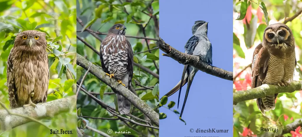 Pictures of Brown Fish Owl, Crested Goshawk, Tree Swift and Brown wood  Owl shot near Kotagiri, Nilgiris.